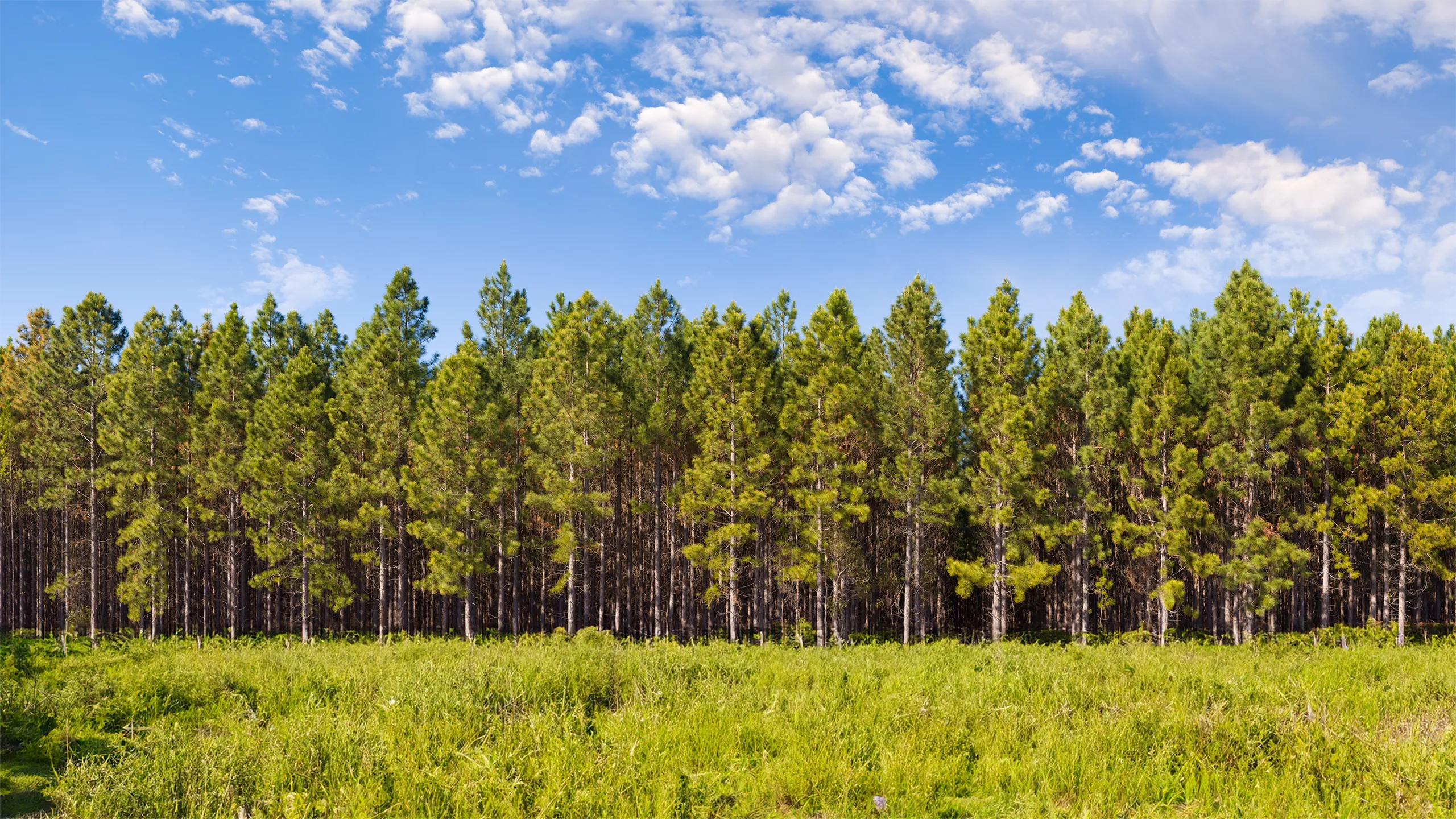 What We Do - Strategic Biofuels